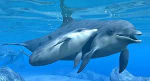Дельфины. Фото: http://tiger-news.info