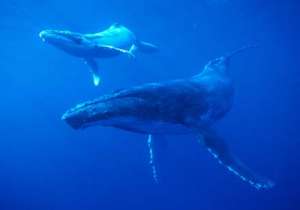 Серые киты. Фото: http://hoydenabouttown.com