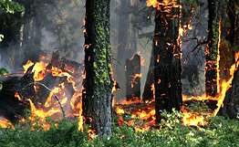 Лесной пожар. Фото: http://extreme.crimea.ua