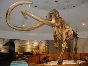 Скелет мамонта в Лос-Анджелесском музее естественной истории. Фото пользователя WolfmanSF с сайта wikipedia.org