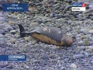 В Сочи обнаружен еще один мертвый дельфин. Фото: Вести.Ru