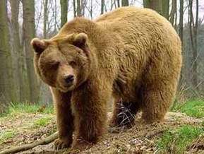 Бурый медведь. Фото: http://korrespondent.net