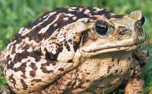 Тростниковая жаба. Фото: http://sydneybsp.org