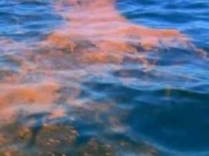 Нефтяное пятно в Мексиканском заливе расплылось на 120 миль. Фото: Вести.Ru