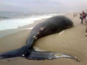 На одном из самых популярных у жителей Нью-Йорка пляжей острова Лонг-Айленд обнаружен мертвый кит длиной почти восемь метров и весом до 25 тонн. Фото: http://gothamist.com