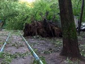 В Москве ураган повалил почти две тысячи деревьев - семь человек пострадали. Фото: Вести.Ru