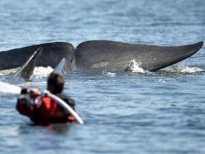 В плену на мелководном фьорде Вейле на западном побережье Дании оказался огромный кит. Фото: http://www.berlingske.dk