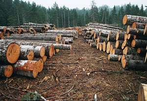Незаконная вырубка леса. Фото: http://ecovoice.ru