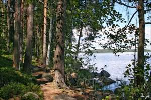 Финский лес. Фото: http://venividi.ru