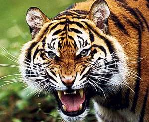 Амурский тигр. Фото: http://www.itogi.ru