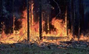 Лесной пожар. Фото: http://globalclimatechange.wikispaces.com