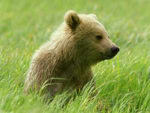 Медвежонок. Фото: http://www.gandex.ru