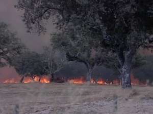 40-градусная жара стала причиной лесных пожаров в Португалии. Фото: Вести.Ru