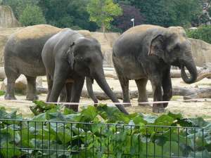 Слоны в зоопарке. Фото: http://venividi.ru