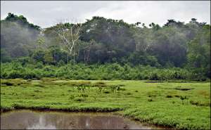 Амазония. Фото: http://earthobservatory.nasa.gov