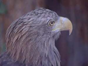 В Казанском зоопарке степным орлам устраивают водные процедуры. Фото: Вести.Ru