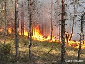 Лесные и торфяные пожары. Фото: Greenpeace