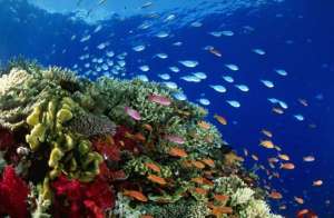 Коралловые рифы. Фото: http://nnm.ru