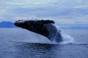 Серый кит. Фото: http://www.oceanology.ru