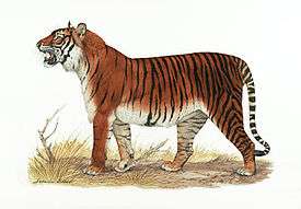 Балийский тигр. Фото: http://wikipedia.org
