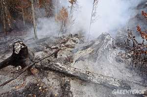 Последствия лесного пожара. Фото: http://www.greenpeace.org