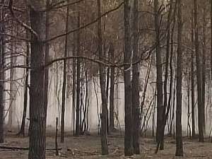 Площадь выгоревших на Дальнем Востоке лесов превысила 200 тысяч гектаров. Фото: Вести.Ru