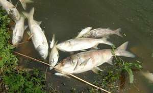 Гибель рыбы в реке Яуза. Фото: http://gzt.ru