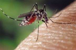 Малярийный комар. Фото: http://gigamir.net/