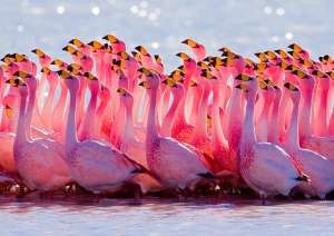 Розовый фламинго. Фото: http://www.elitparrots.ru