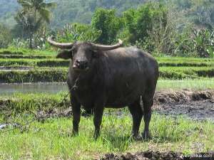 Африканский буйвол. Фото: http://www.nongkhai.co.uk