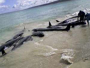 Мертвые дельфины. Фото: http://www.oceanology.ru