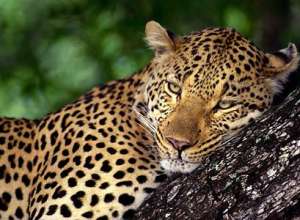 Леопард. Фото: http://www.zambezi.ru