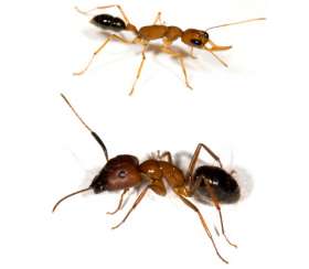 Как сообщают авторы работы, примерно 20% генома двух видов уникальны, а 33% – совпадают с человеческим. ДНК обоих муравьёв во много раз меньше нашей – 330 миллионов пар оснований у прыгающего муравья (вверху) и 240 у древоточца (внизу). Однако по количеству генов мы почти сравниваемся: 23 тысячи у человека, 17 064 у древоточца и 18 564 – у прыгуна (фото Jurgen Liebig).