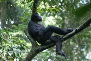 Для набора статистики спариваний бонобо немецкие учёные в течение 10 месяцев наблюдали за жизнью девяти самцов из дикой популяции в Конго. Их мамы были определены при помощи ДНК-тестов. На снимке – Камилло, самец с наивысшим рангом в исследованной группе, он также часто был замечен в компании матери (фото Caroline Deimel, Lui Kotale Bonobo Project).