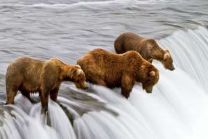 Медвежья рыбалка. Фото: http://bigpicture.ru