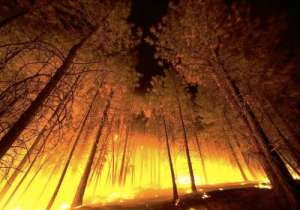 Лесной пожар. Фото: http://www.infuture.ru