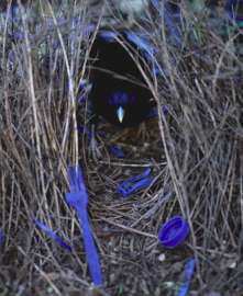 Этот самец не постеснялся &quot;украсить&quot; своё гнездо пластиковым мусором (фото с сайта dailymail.co.uk).