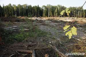 Незаконные рубки в Химкинском лесу. Фото: Greenpeace