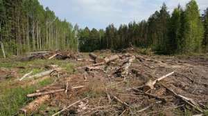 Незаконные вырубки леса. Фото: http://krsk.sibnovosti.ru