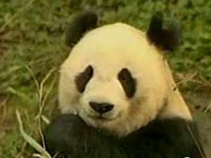 Япония заплатит Китаю полмиллиона долларов за смерть панды. Фото: http://www.rtvi.ru/