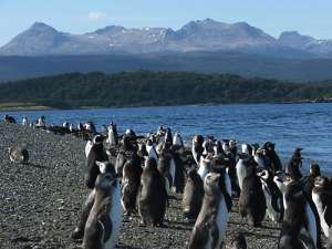 Пингвины в Аргентине. Фото: http://www.escapedtoperu.com