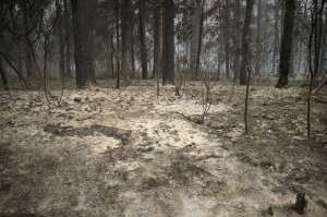 Сгоревший лес. Фото: http://aleksdem.com