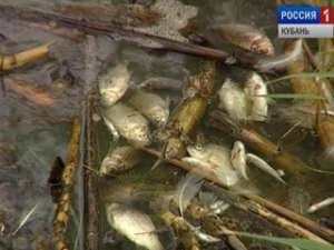 Предварительная причина гибели кубанских рыб - кислородное голодание. Фото: Вести.Ru