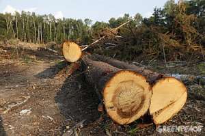 Незаконные рубки в Химкинском лесу. Фото: Greenpeace