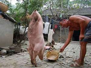 Местной знаменитостью в Китае стала свинья, которая родилась только с двумя ногами и научилась ходить на них, благодаря усилиям своего хозяина. Фото: http://tsn.ua/