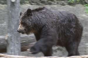 Медведь. Фото: http://tokyo4u.ru