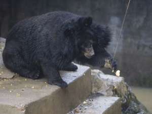 Из-за нехватки кормов медведи этой осенью терроризируют многие населенные пункты в Японии. Фото: Вести.Ru