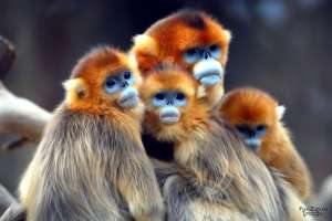 Золотистые обезьяны. Фото: http://funzoo.ru