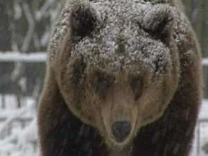 У населенных пунктов Забайкалья стали появляться голодные медведи. Архив NEWSru.com