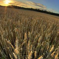 От конца света спасет пшеница. Фото: http://utro.ru
